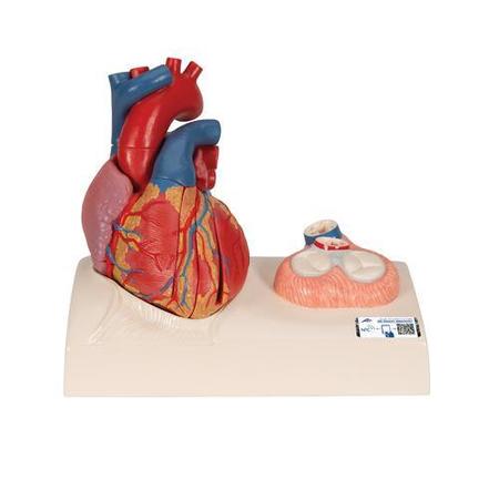 3B SCIENTIFIC Heart model 5-part on base - w/ 3B Smart Anatomy 1010006